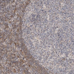 NSMAF Antibody, Novus Biologicals 0.1mL; Unlabeled:Antibodies, Polyclonal
